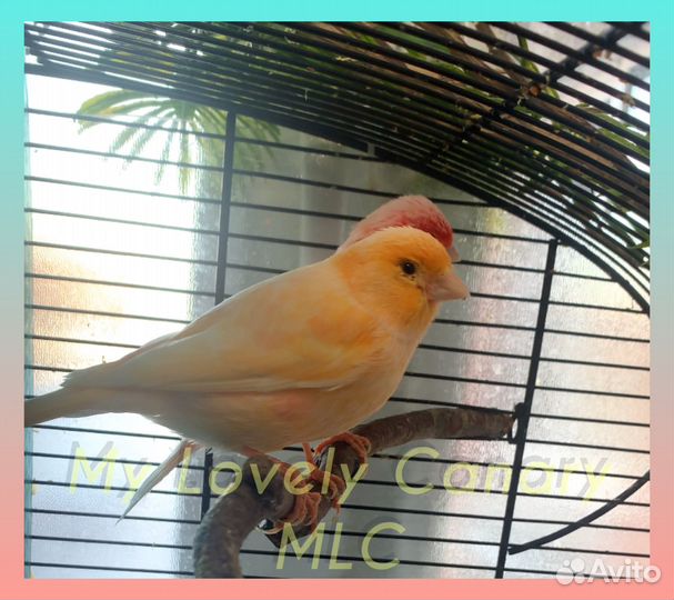 Кенары и канарейки фиорино,певчие,цветные