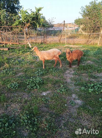 Овцы бараны