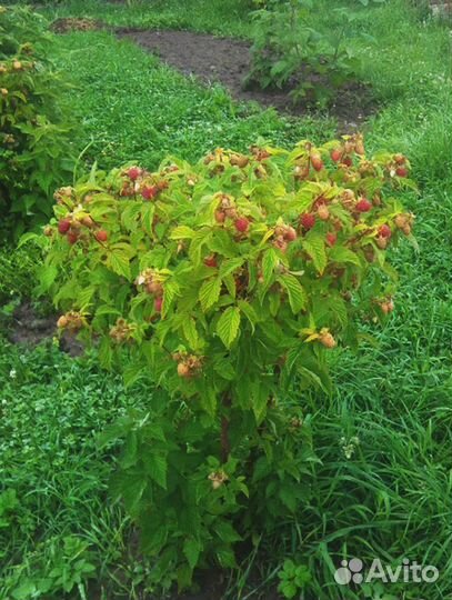 Саженцы малинового дерева Таруса