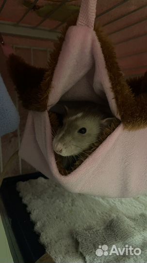 Гамак для грызунов
