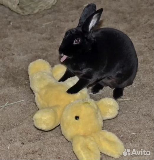 Случка кролик самец