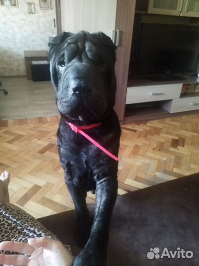 Шарпей вязка