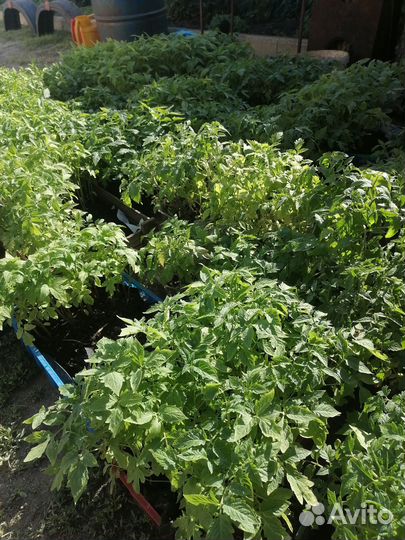 Рассада помидоров, перцев, базилика