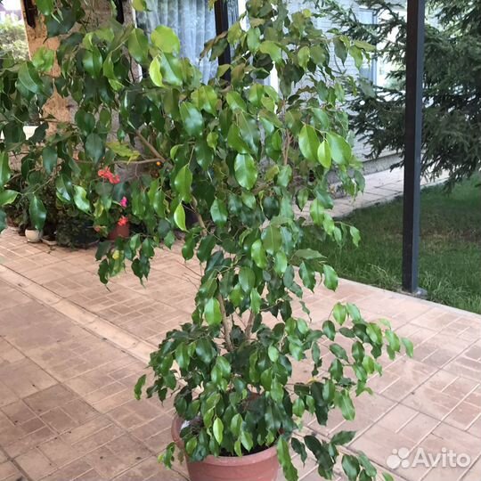 Фикус бенджамина