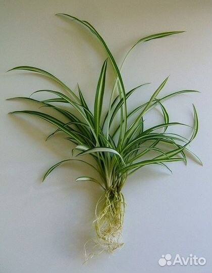 Chlorophytum comosum 