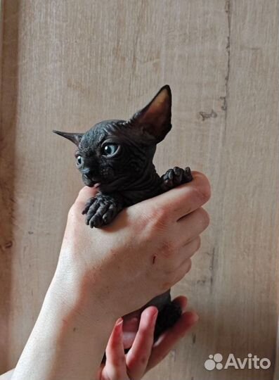 Котята канадского сфинкса