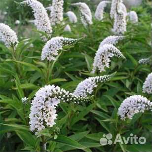 Вербейник клетровидный (ландышевый)