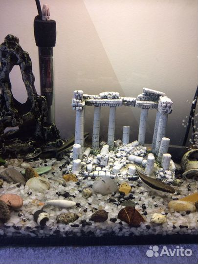 Рыбка водорослеед