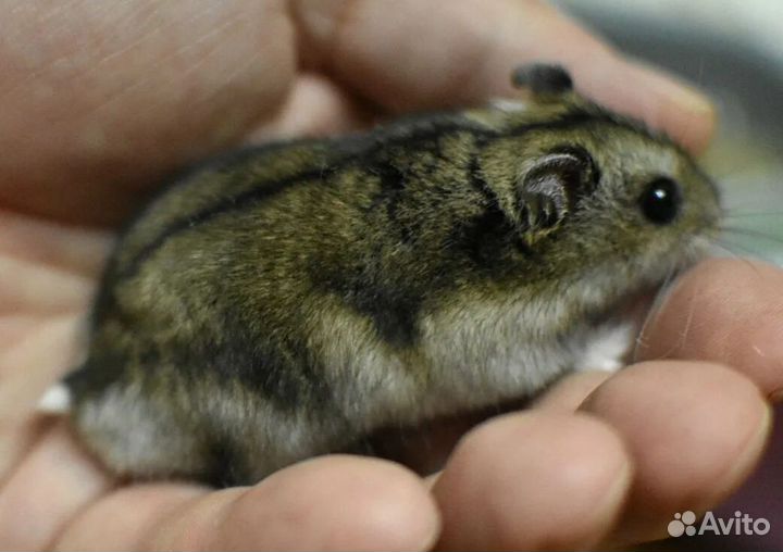 Хомячки джунгарики и Роборовского