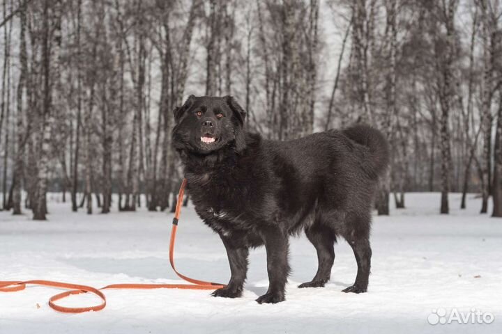 Улыбчивый Атос в поисках дома