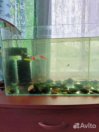 Аквариум с рыбками