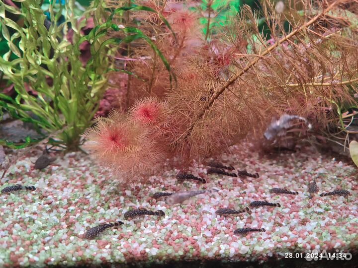 Аквариумные растения, рыбы, вабикусы