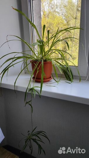 Хлорофитум