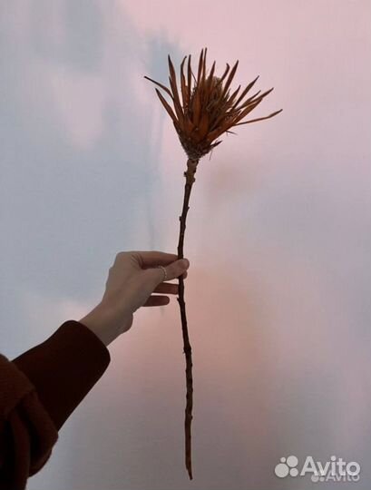 Протея сухоцвет Африканская роза