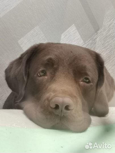 Кобель лабрадора вязка