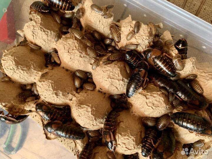 Аргентинский таракан(Блаптика)