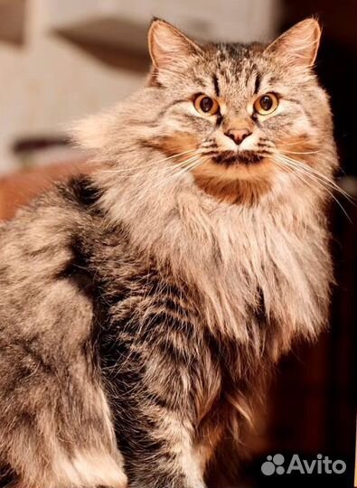 Сибирская кошка