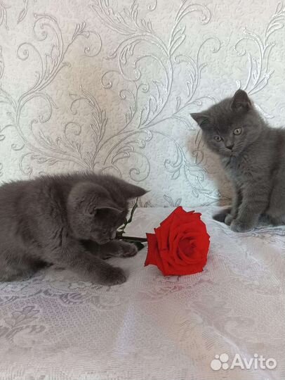 Британская