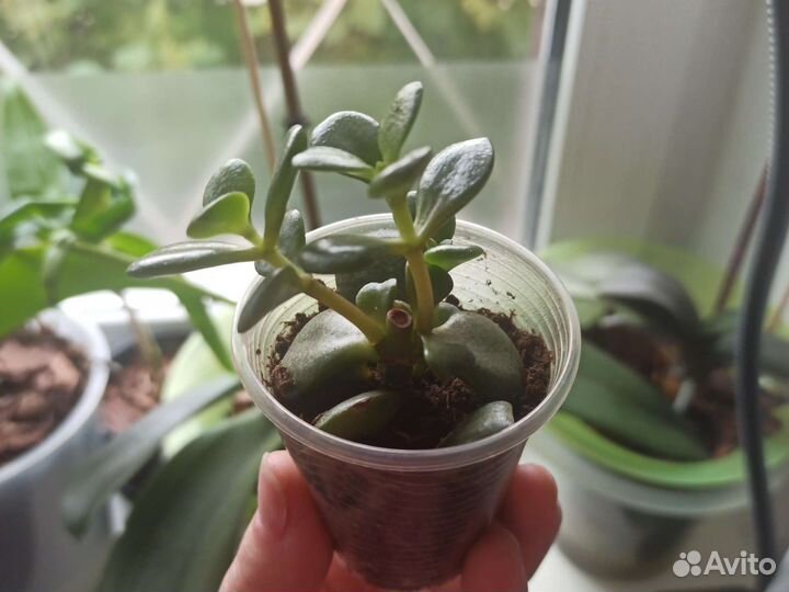 Толстянка (денежное дерево)