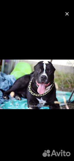 Питбультерьер