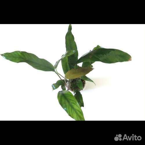 Анубиас минима