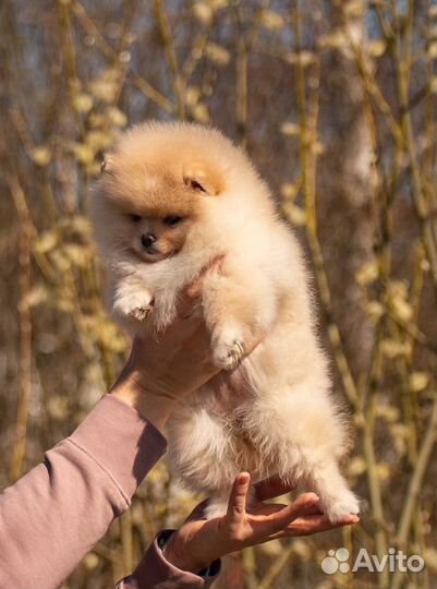 Мини шпиц девочка