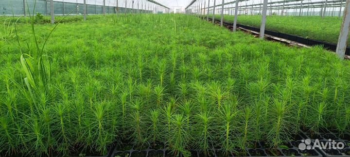 Сеянцы сосны зкс