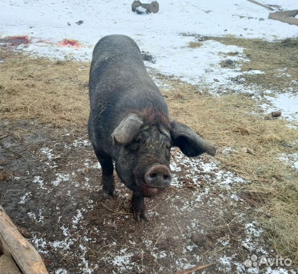 Хряк на племя дюрок