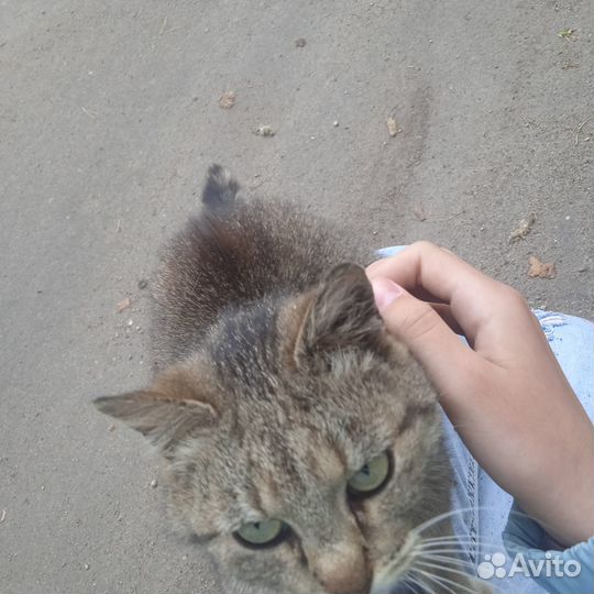 Миниатюрная кошка в добрые руки