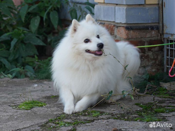 Японский шпиц щенки