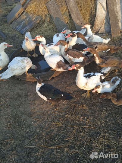 Индоутки на племя