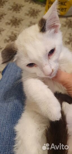 Котенок в добрые руки