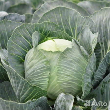 Семена Капусты 