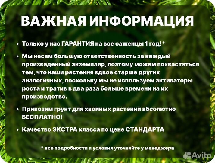 Туя 2 метра из питомника