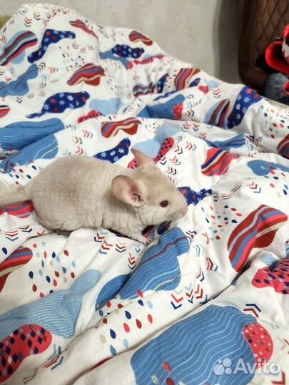 Шиншилла с витриной