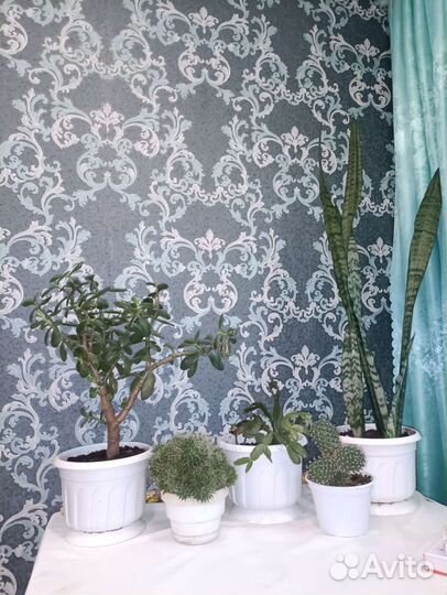 Сансевиерия