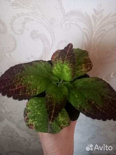 Колеусы, плектрантусы