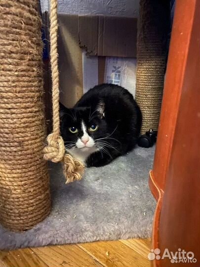 Ласковая черно белая Душа ищет свой дом