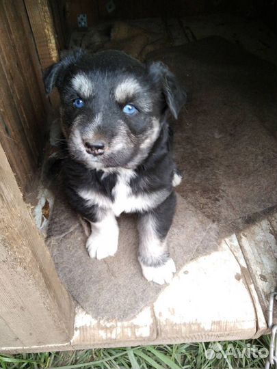 Хаски метис