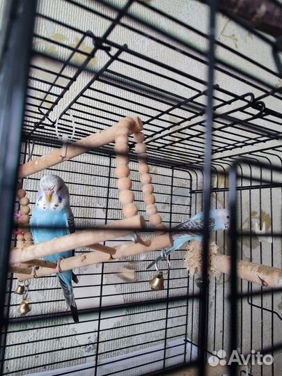 Попугаи,волнистые малыши чехи, кореллы