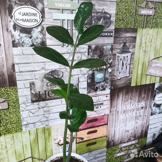 Замиокулькас