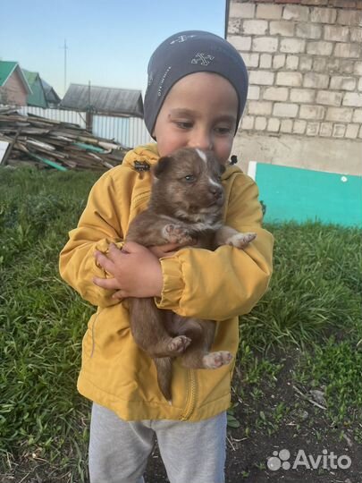 Щенки помесь хаски