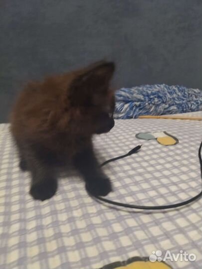 Кошка в дар бесплатно