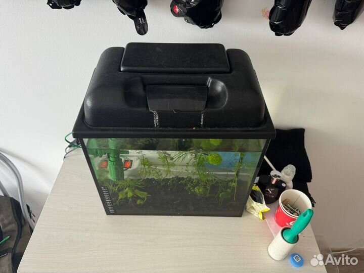 Аквариум с рыбками, растениями и креветками