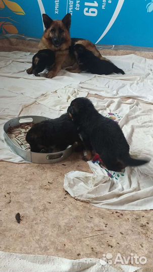 Щенки немецкой овчарки