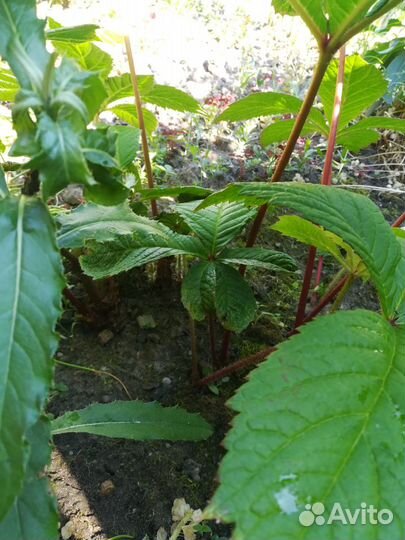 Роджерсия каштанолистая