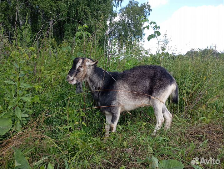 Альпийский козёл