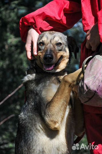 Собака в добрые руки