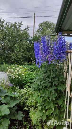 Цветы многолетние для сада