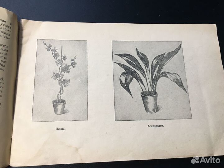 Уголок природы в детском саду, Веретенникова, 1952